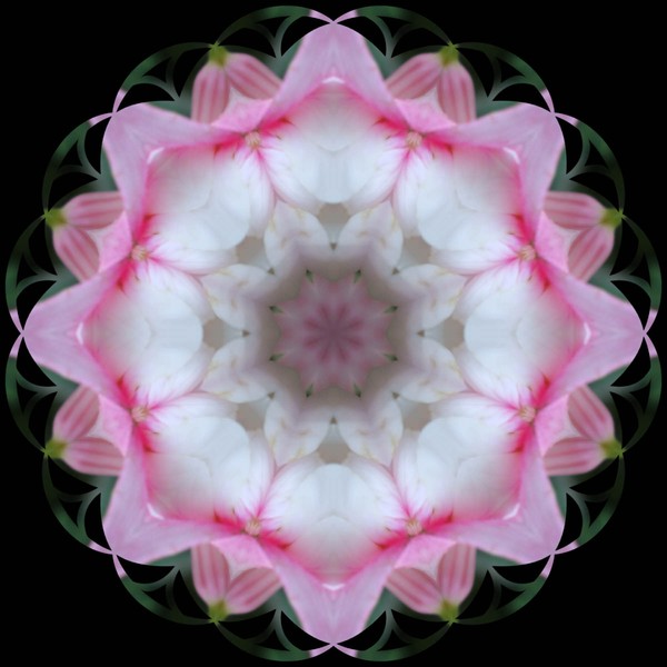 Pink on black