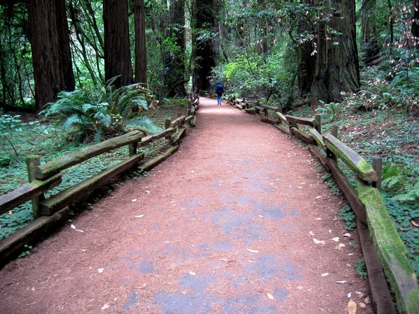 Forest Path, John Muir Woods