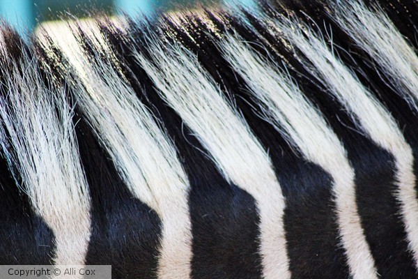 Bristles
