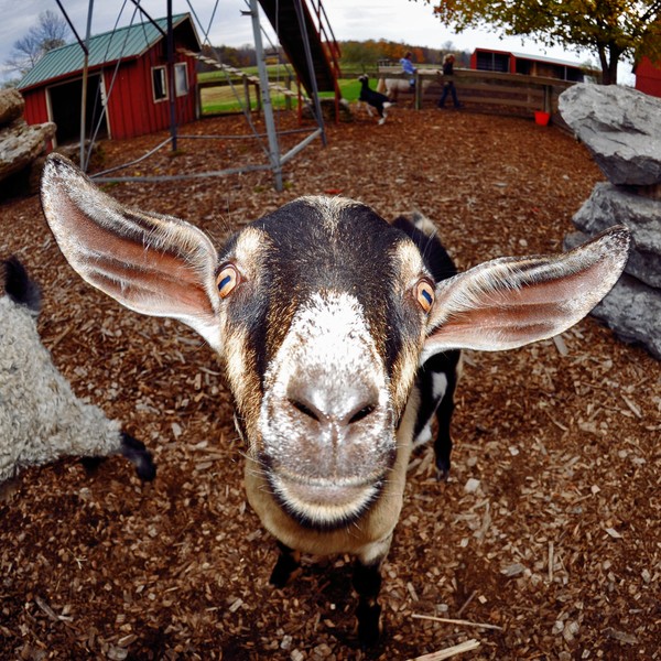 You get my Goat