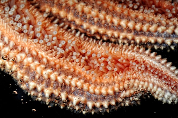Starfish
