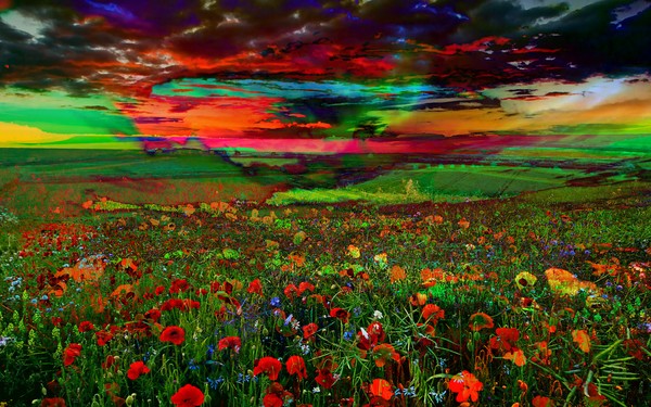 Landscape Flower Field Sunset Impressionism 