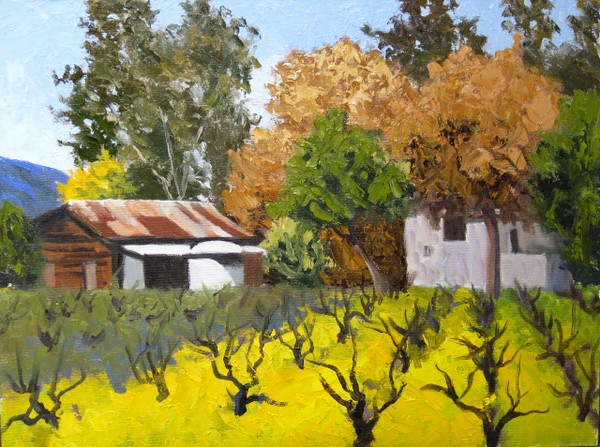 Mustard and Vines, Sonoma