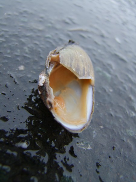 broken shell