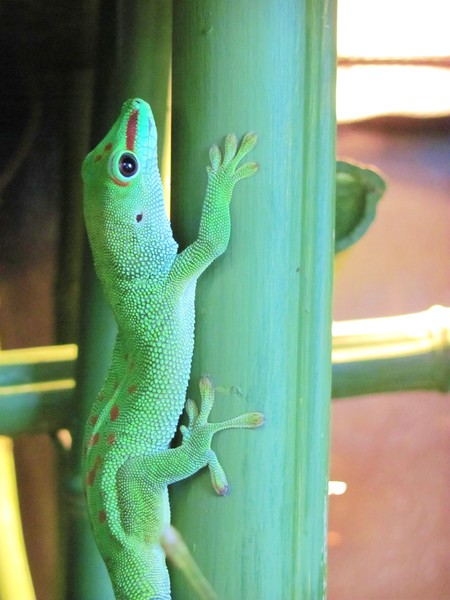 No, I don't like Geico.