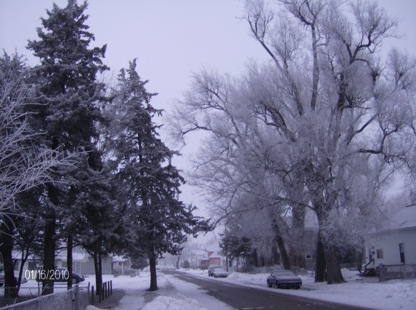 ice trees