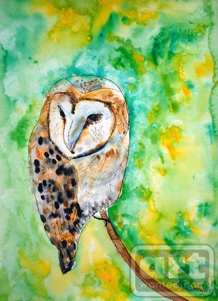 Barn Owl