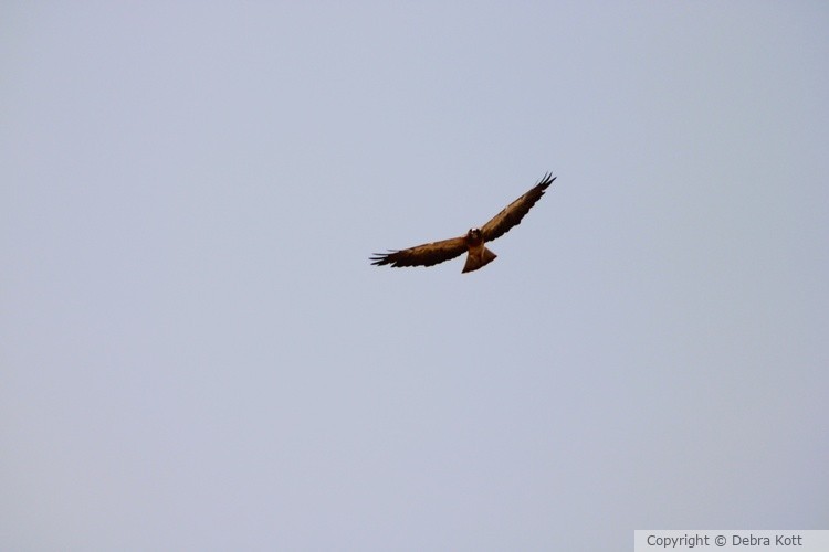 Hawk