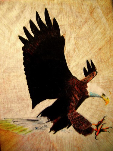 Bald eagle