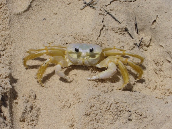 Crab Close Up