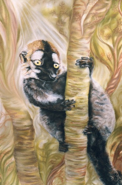 Lemur/cricket st thomas wildlife park