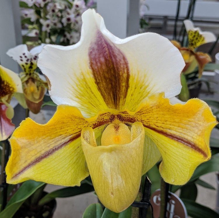 CYPRIPEDIUM ORCHID