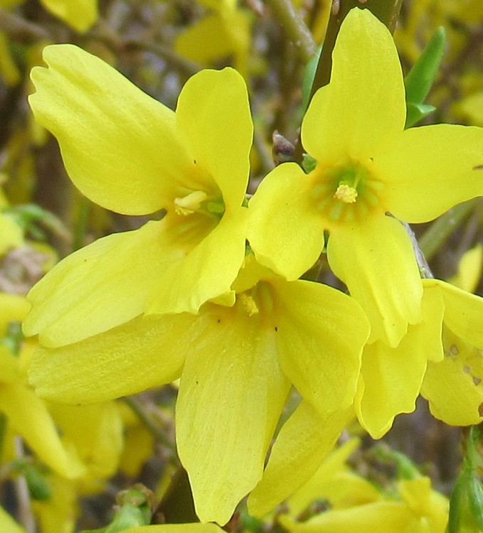 FORSYTHIA