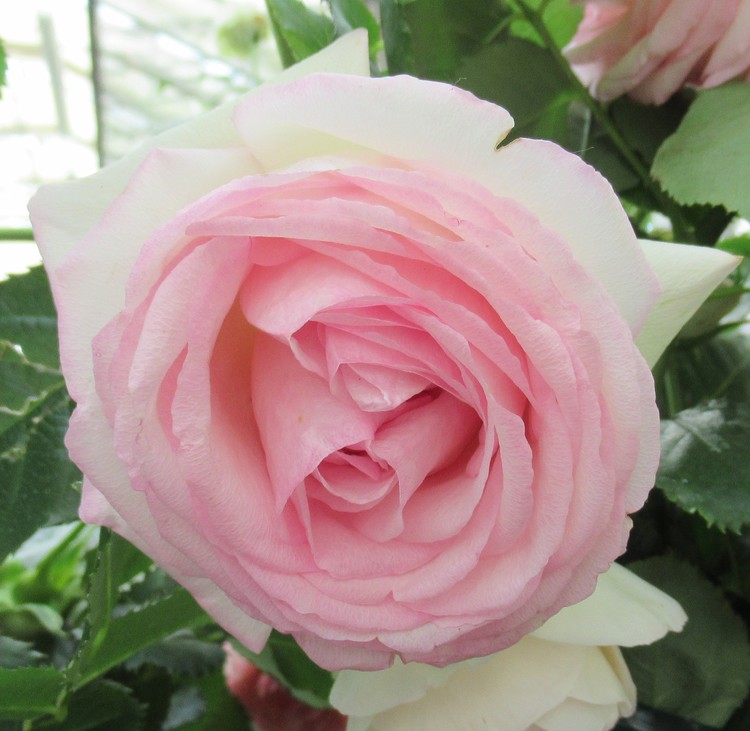 ROSE FESTIVAL 2108 N° 9