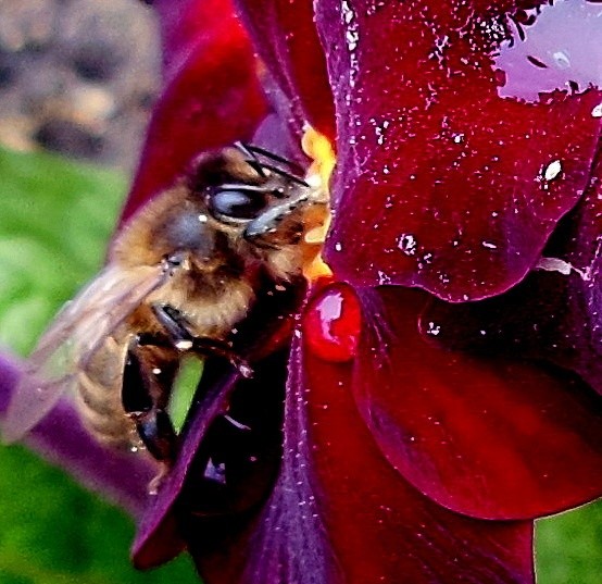 BEE AT WORK