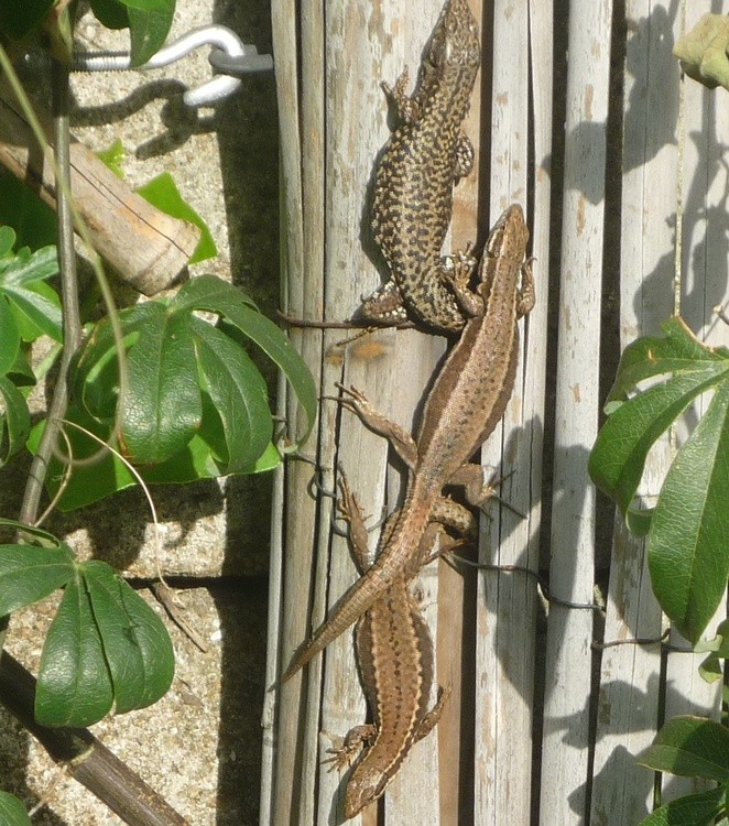 BATHING IN THE SUN