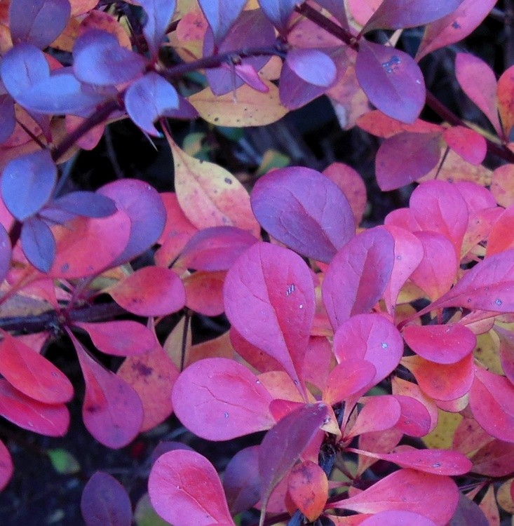 MULTICOLORED