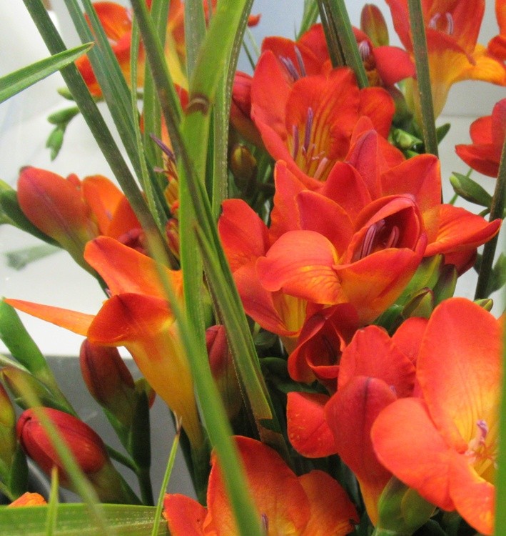 RED FREESIAS