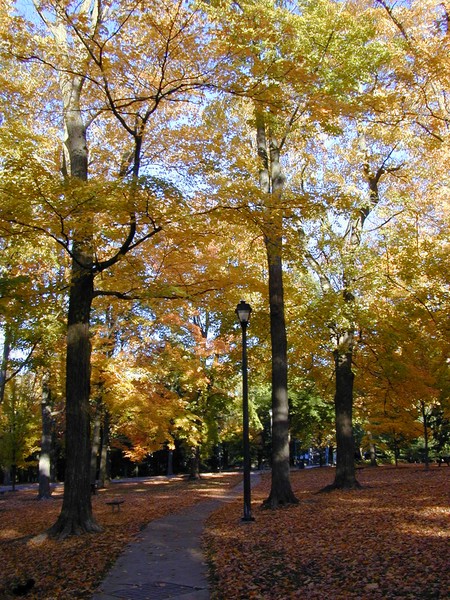 Fall Splendor