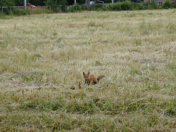 A Fox