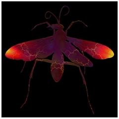 Wasp