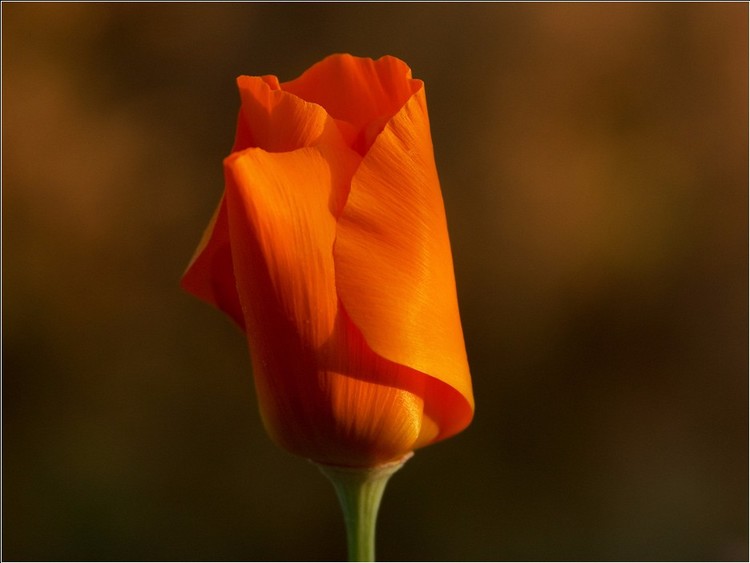 California Poppy Sunset
