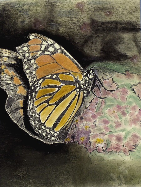 Monarch Butterfly