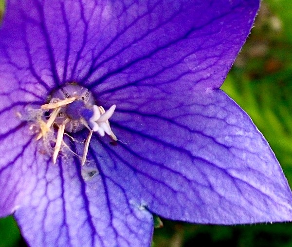 Veins in Purple