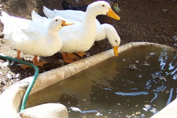 Three Pekin Ducks