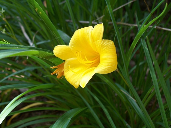 Yellow Daylily