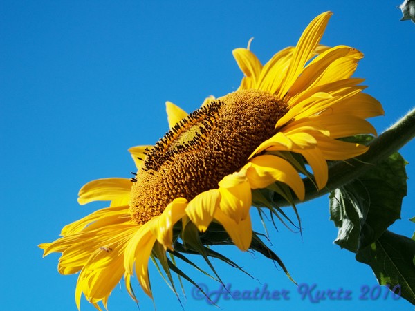 Sunflower2