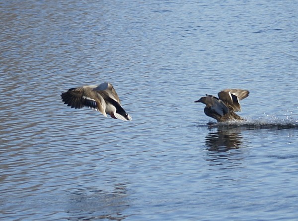 Coming in for a landing!