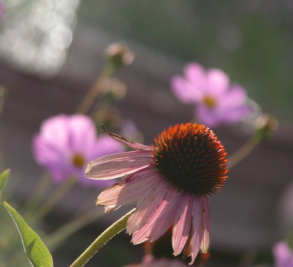 Last Flower