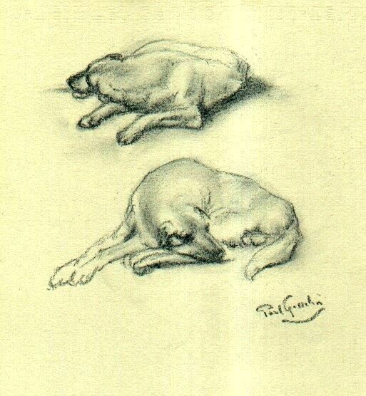 The Labrador