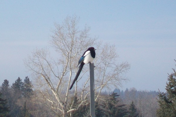 magpie