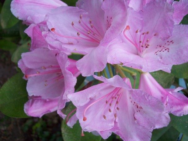 Rhododendron