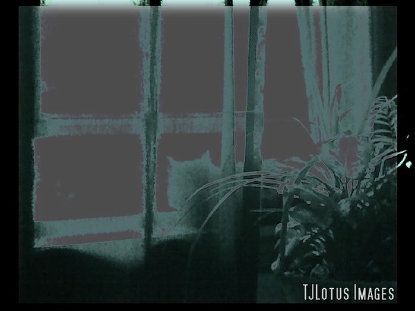 a Dark, Still Life TJL