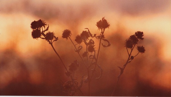 September Sonlight