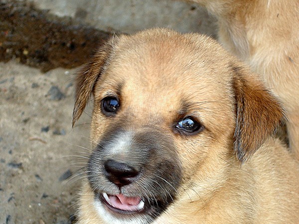 puppy 