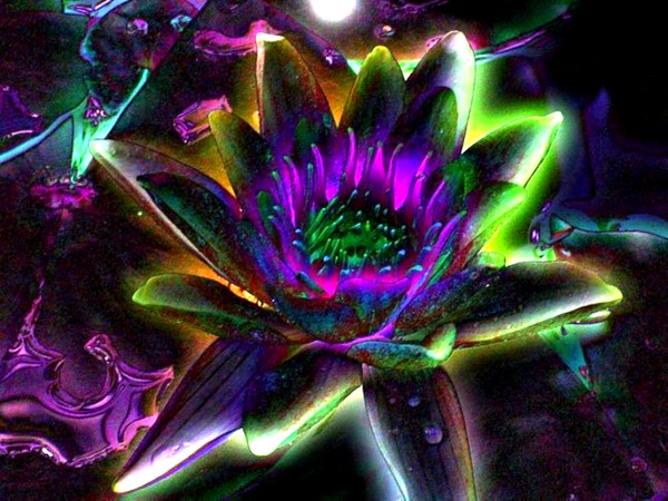water lily at night