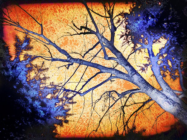 Enchanted Forest