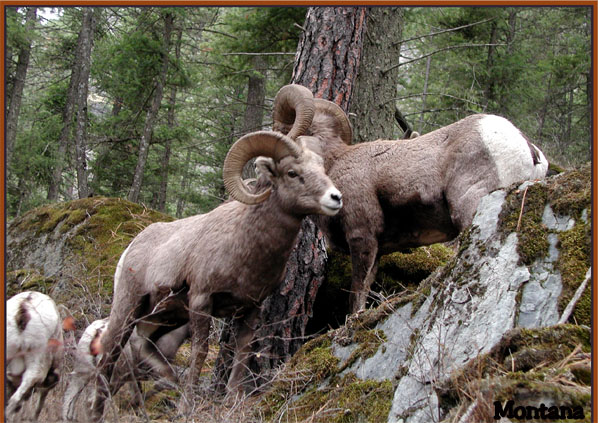 Bighorn Sheep