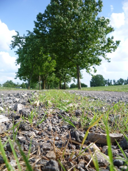 Stony Path Ahead