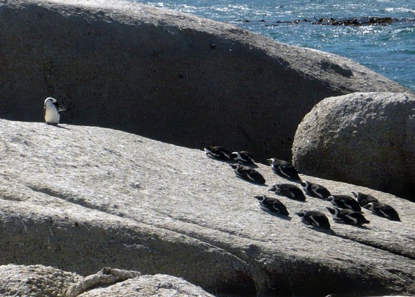 Cape Town Penguins