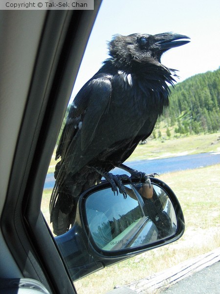 Common Raven = Corvus corax, Yellowstone NP