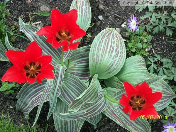 Tulips,Queens' Garden, Scotland