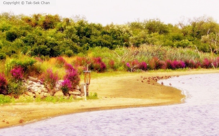 Jamaica Bay Wildlife Refuge, NYC, 08-28-2022