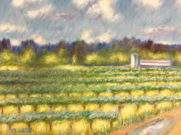 Vineyard After Spring Rain