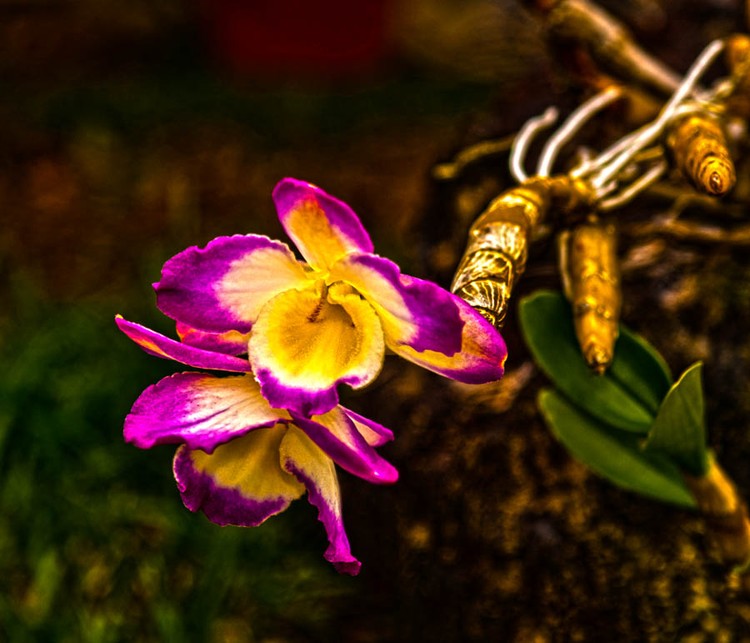 DSC7636ORCHIDHT126MAIL