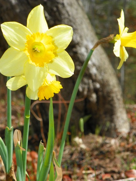daffodils